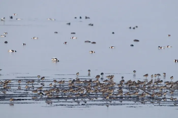 Framed Print : Various waders and wildfowl incl Bar-tailed Godwits on The Wash at Snettisham RSPB Framed Print : Various waders and wildfowl incl Bar-tailed Godwits on The Wash at Snettisham RSPB