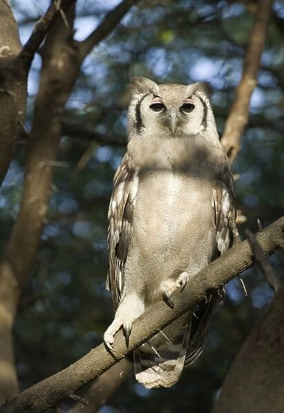 Verreauxs Eagle Owl Bubo lacteus Kenya