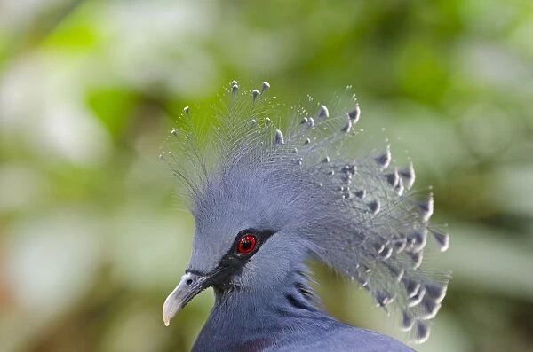 Victoria Crowned Pigeon, Goura victoria New Guinea