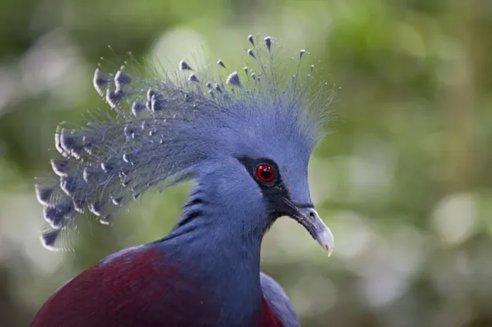 Framed Print : Victoria Crowned Pigeon, Goura victoria New Guinea Framed Print : Victoria Crowned Pigeon, Goura victoria New Guinea