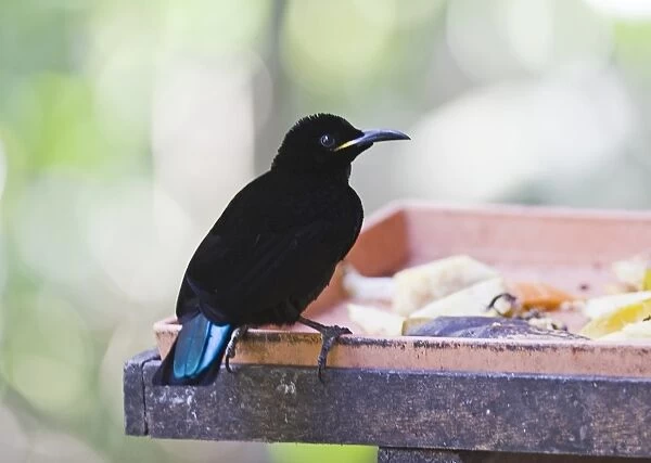 Victoria Riflebird at bird table at Cassowary House Queensland
