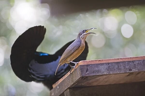 Victoria Riflebird male displaying to female at bird table at Cassowary House Queensland