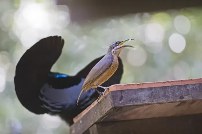 Framed Print : Victoria Riflebird male displaying to female at bird table at Cassowary House Queensland Framed Print : Victoria Riflebird male displaying to female at bird table at Cassowary House Queensland