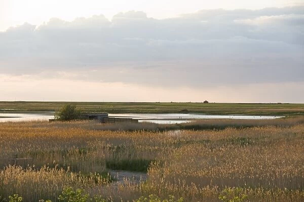 View of Bishop Hide and scrape Cley NWT Reserve Norfolk April