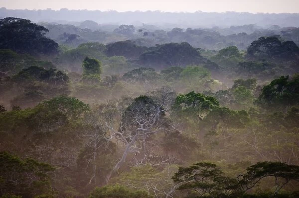 View across canopy of Amazonian rainforest at dawn Tambopata Peru