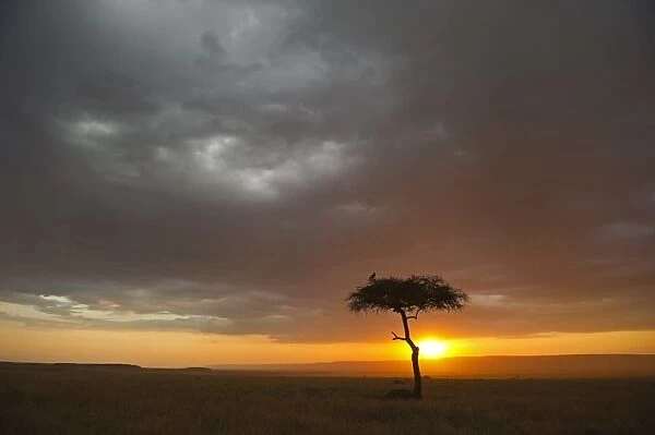 View across the Masai Mara Kenya