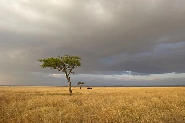 View across the Masai Mara Kenya