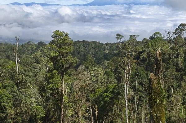View of rainforest from Highlands Highway close to Tari Gap Tari Papua New Guinea