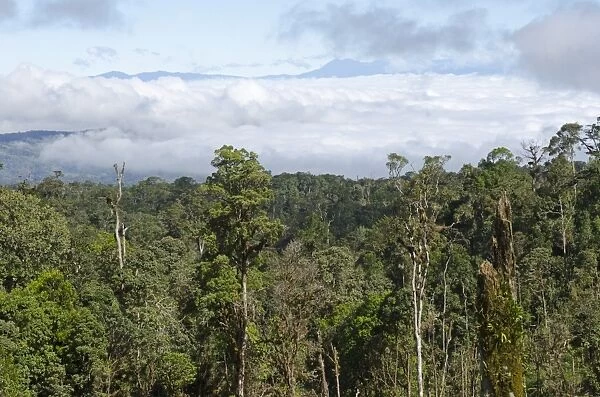 View of rainforest from Highlands Highway close to Tari Gap Tari Papua New Guinea