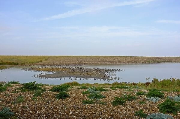 View of wader high tide roost on gravel pits at Snettisham RSPB reserve on the Wash