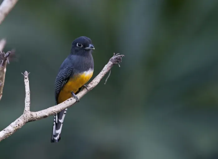 Framed Print : Violaceous Trogon Trogon violaceus La Selva Costa Rica