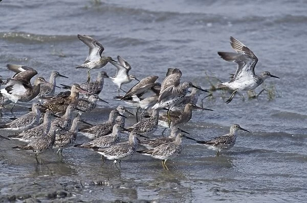 Waders on Cairns Esplanade incl Great Knot, Sharp-tailed Sandpiper, Black-tailed Godwit