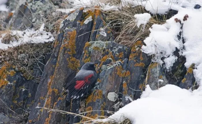 Framed Print : Wallcreeper Tichodroma muraria male Great Caucasus Georgia April Framed Print : Wallcreeper Tichodroma muraria male Great Caucasus Georgia April