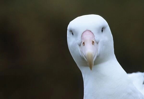 Wandering Albatross Albatross Island in Bay of Isles South Georgia January