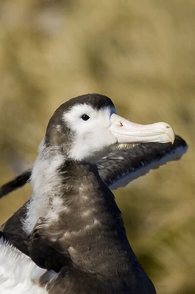 Wandering Albatross Diomedea exulans 10 month old chck on Prion Island in Bay of