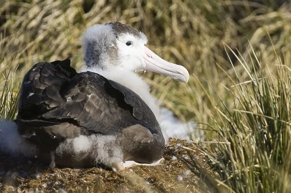 Wandering Albatross Diomedea exulans 10 month old chck on Prion Island in Bay of