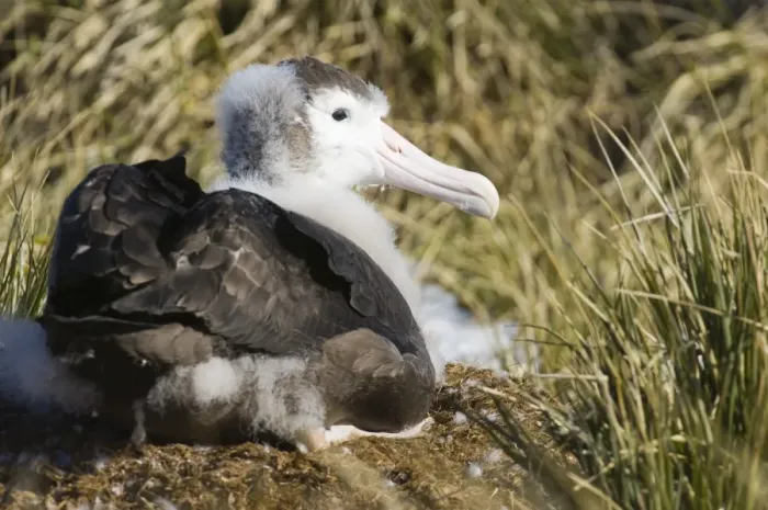 Framed Print : Wandering Albatross Diomedea exulans 10 month old chck on Prion Island in Bay of