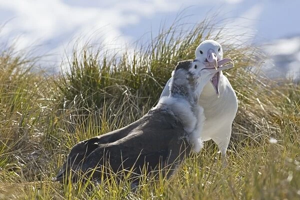 Wandering Albatross Diomedea exulans adult about to regurgitate food to 10 month