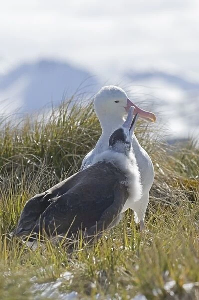 Wandering Albatross Diomedea exulans adult about to regurgitate food to 10 month
