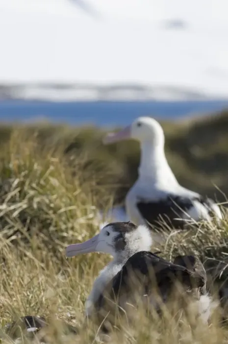 Framed Print : Wandering Albatross Diomedea exulans adult in background and 10 month old chick on Framed Print : Wandering Albatross Diomedea exulans adult in background and 10 month old chick on