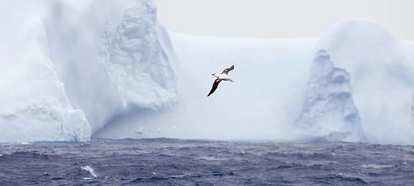 Wandering Albatross Diomedea exulans flying against iceberg in Southern Ocean off