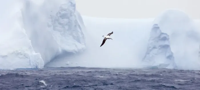 Framed Print : Wandering Albatross Diomedea exulans flying against iceberg in Southern Ocean off Framed Print : Wandering Albatross Diomedea exulans flying against iceberg in Southern Ocean off