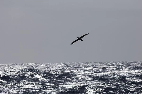 Wandering Albatross Diomedea exulans Southern Ocean nr South Georgia November