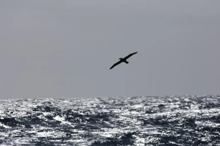Framed Print : Wandering Albatross Diomedea exulans Southern Ocean nr South Georgia November Framed Print : Wandering Albatross Diomedea exulans Southern Ocean nr South Georgia November