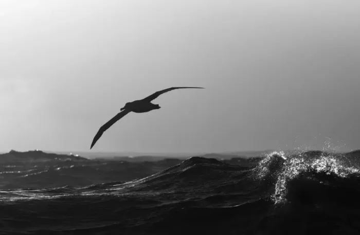 Framed Print : Wandering Albatross Diomedea exulans Southern Ocean nr South Georgia November Framed Print : Wandering Albatross Diomedea exulans Southern Ocean nr South Georgia November