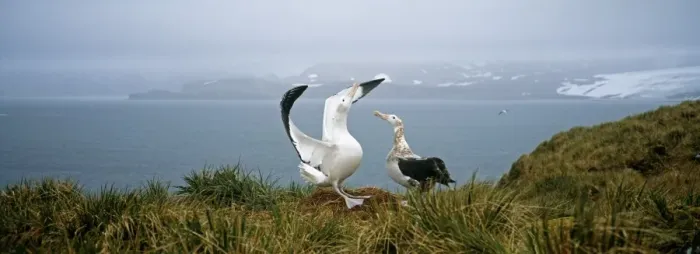 Framed Print : Wandering Albatross, Diomedia exulans, pair, male in display, Albatross Island, Bay of Isles Framed Print : Wandering Albatross, Diomedia exulans, pair, male in display, Albatross Island, Bay of Isles