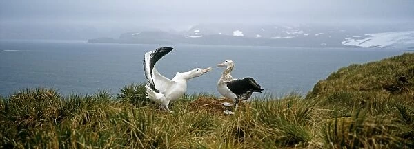 Wandering Albatross, Diomedia exulans, pair, male in display, Albatross Island, Bay of Isles