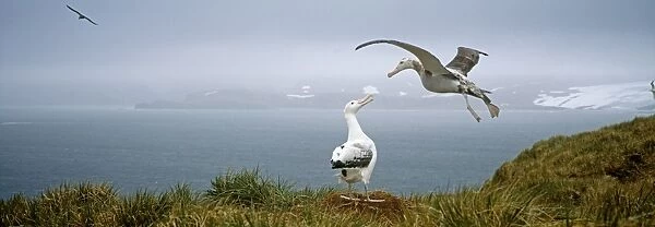 Wandering Albatross, Diomedia exulans, pair, Albatross Island, Bay of Isles, South Georgia
