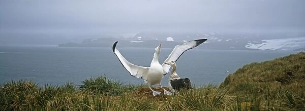Wandering Albatross, Diomedia exulans, pair, male displaying, Albatross Island, Bay of Isles