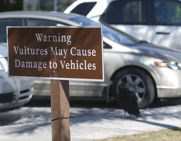 Warning sign against American Black Vultures pulling rubber seals from cars in Anhinga