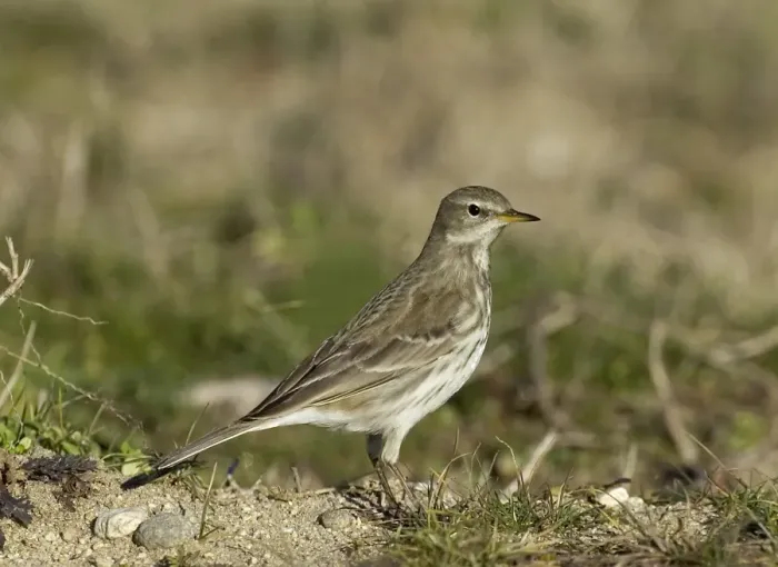 Framed Print : Water Pipit Anthus spinoletta Northerrn Greece January