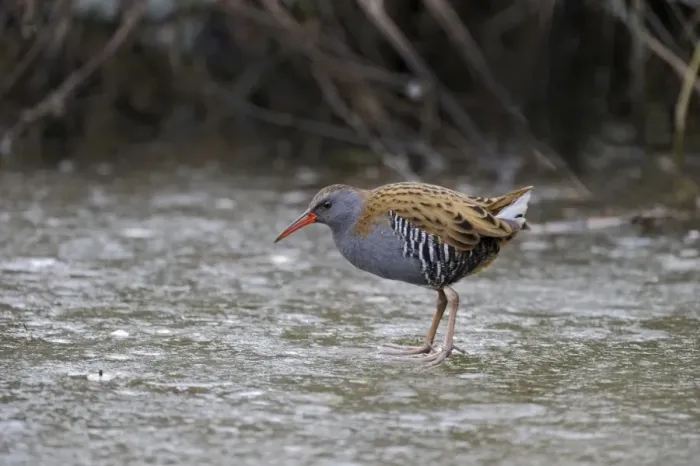 Framed Print : Water Rail (Rallus aquaticus) male feding on icy pool Slimbridge winter Framed Print : Water Rail (Rallus aquaticus) male feding on icy pool Slimbridge winter