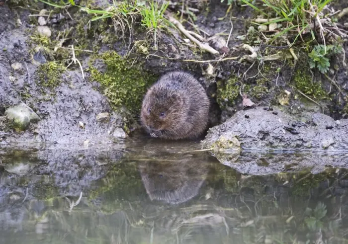 Framed Print : Water Vole Arvicola amphibius Norfolk Framed Print : Water Vole Arvicola amphibius Norfolk