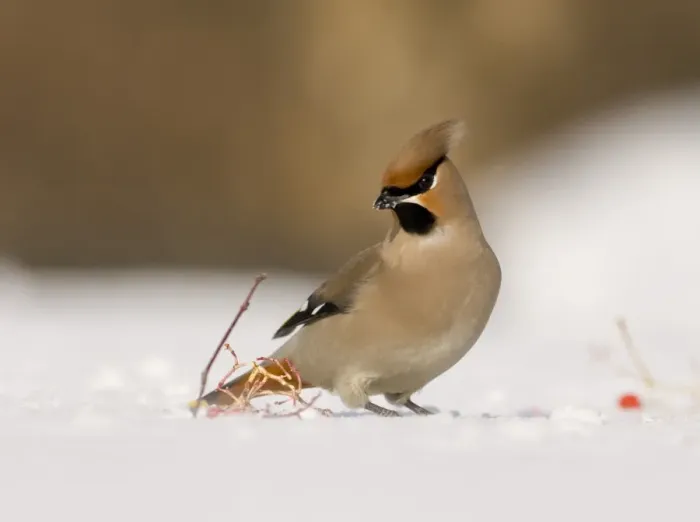 Framed Print : Waxwing Finland winter