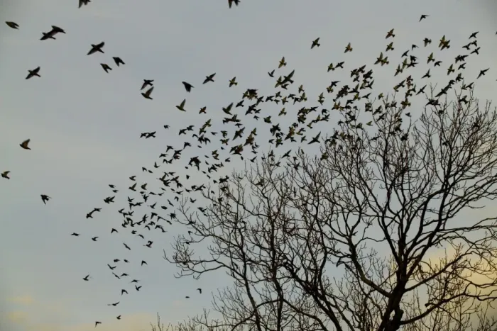 Framed Print : Waxwing flock going to roost Northumberland November 2004