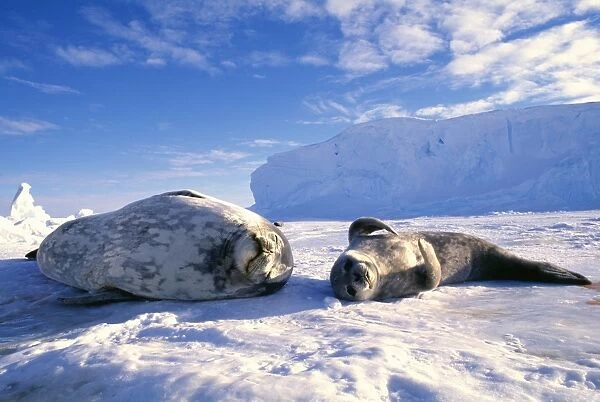 Weddell Seal, Leptonychotes weddelli, mother & young pup, Weddell Sea, Antarctica