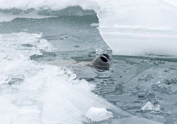 Weddell Seal Leptonychotes weddellii poking nostrils though hole in sea ice of Weddell
