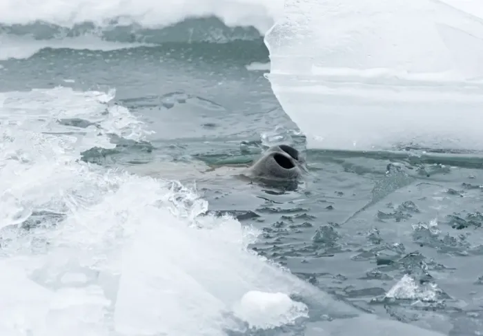 Framed Print : Weddell Seal Leptonychotes weddellii poking nostrils though hole in sea ice of Weddell Framed Print : Weddell Seal Leptonychotes weddellii poking nostrils though hole in sea ice of Weddell