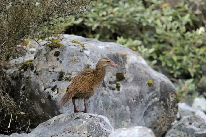 Framed Print : Weka Gallirallus australis South Island New Zealand Framed Print : Weka Gallirallus australis South Island New Zealand