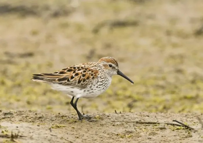 Framed Print : Western Sandpiper Calidris mauri in breeding plumage San Diego California April