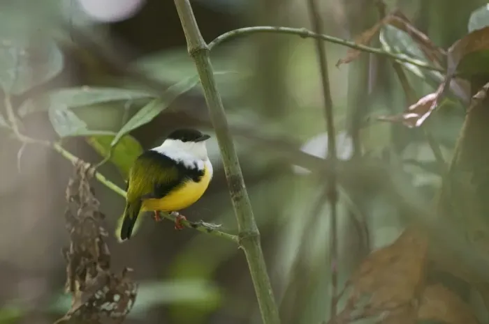 Framed Print : White-collared Manakin Manacus candei displaying at lek La Selva Costa Rica
