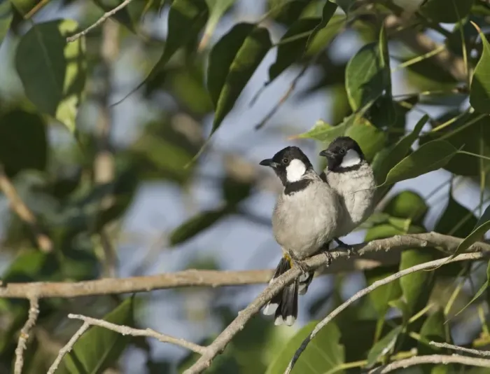 Framed Print : White-eared Bulbul Pycnonotus leucotis N India