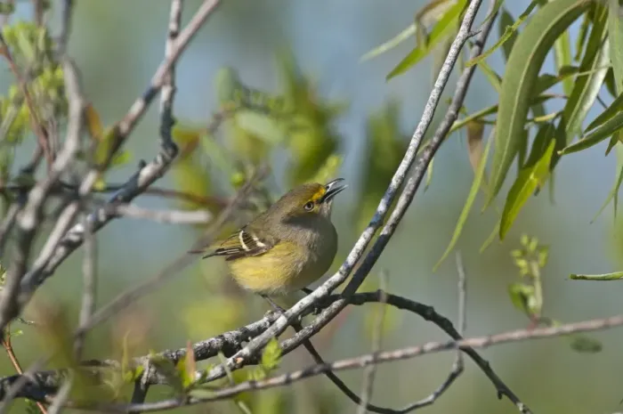 Framed Print : White-eyed Vireo Vireo griseus Florida Everglades Framed Print : White-eyed Vireo Vireo griseus Florida Everglades