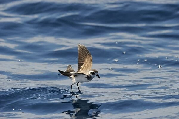 White-faced Storm (Frigate) Petrel feeding over ocean off North Island New Zealand