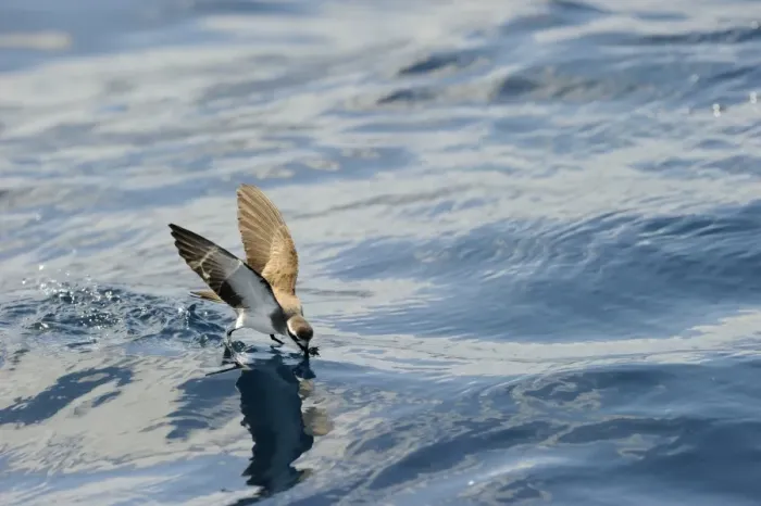 Framed Print : White-faced Storm (Frigate) Petrel feeding over ocean off North Island New Zealand Framed Print : White-faced Storm (Frigate) Petrel feeding over ocean off North Island New Zealand
