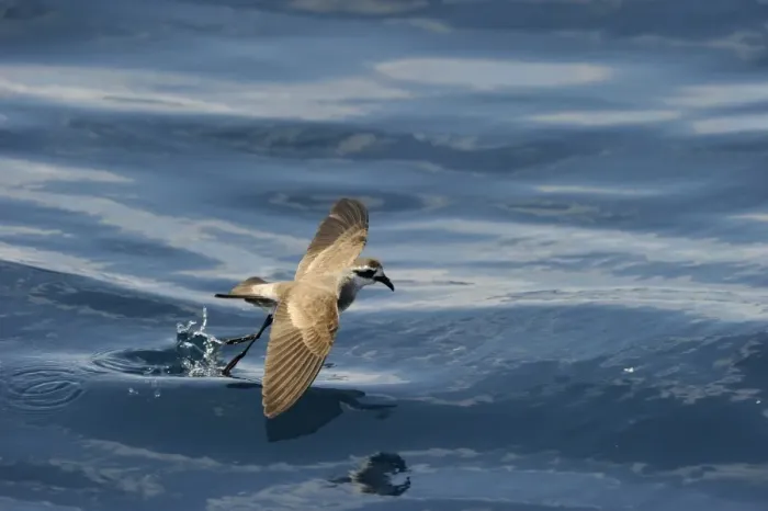 Framed Print : White-faced Storm (Frigate) Petrel feeding over ocean off North Island New Zealand Framed Print : White-faced Storm (Frigate) Petrel feeding over ocean off North Island New Zealand